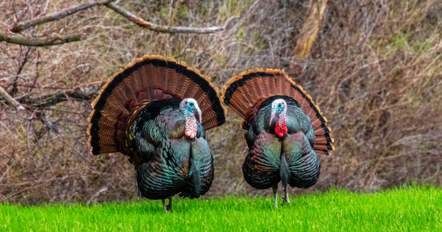 Every gobbler, jake and hen counts: state turkey survey enters final month