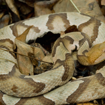 It’s Baby Copperhead Season Again in Moore County
