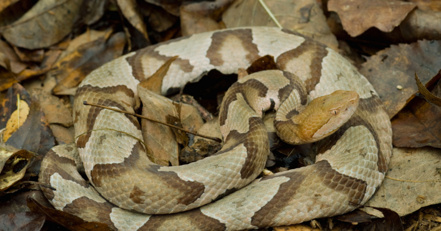It’s Baby Copperhead Season Again in Moore County