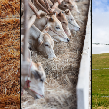 Facebook Landscape (30) State Farm Cost-share Program Opens October 1