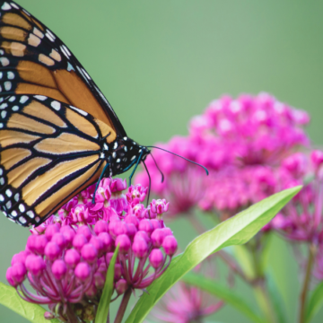 Facebook Landscape (33) Orange Wings over Moore County: Monarchs Are Passing through Lynchburg Right Now