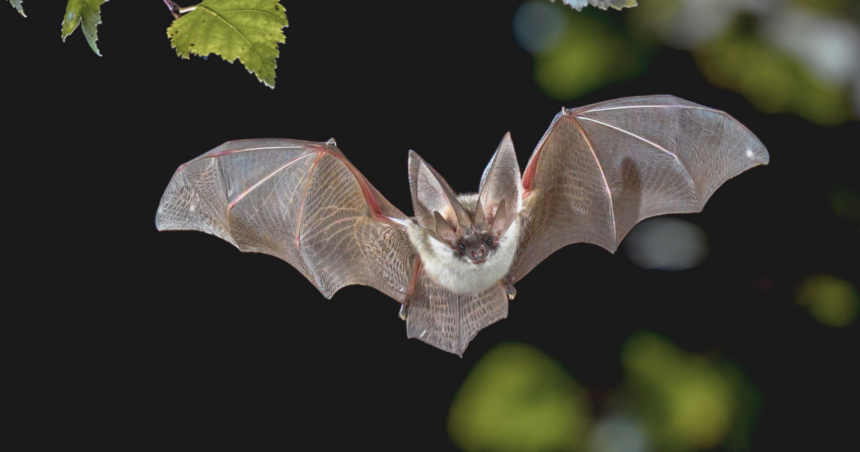 Facebook Landscape (41) TWRA’s two-night Bat Blitz nets 316 bats including two endangered species
